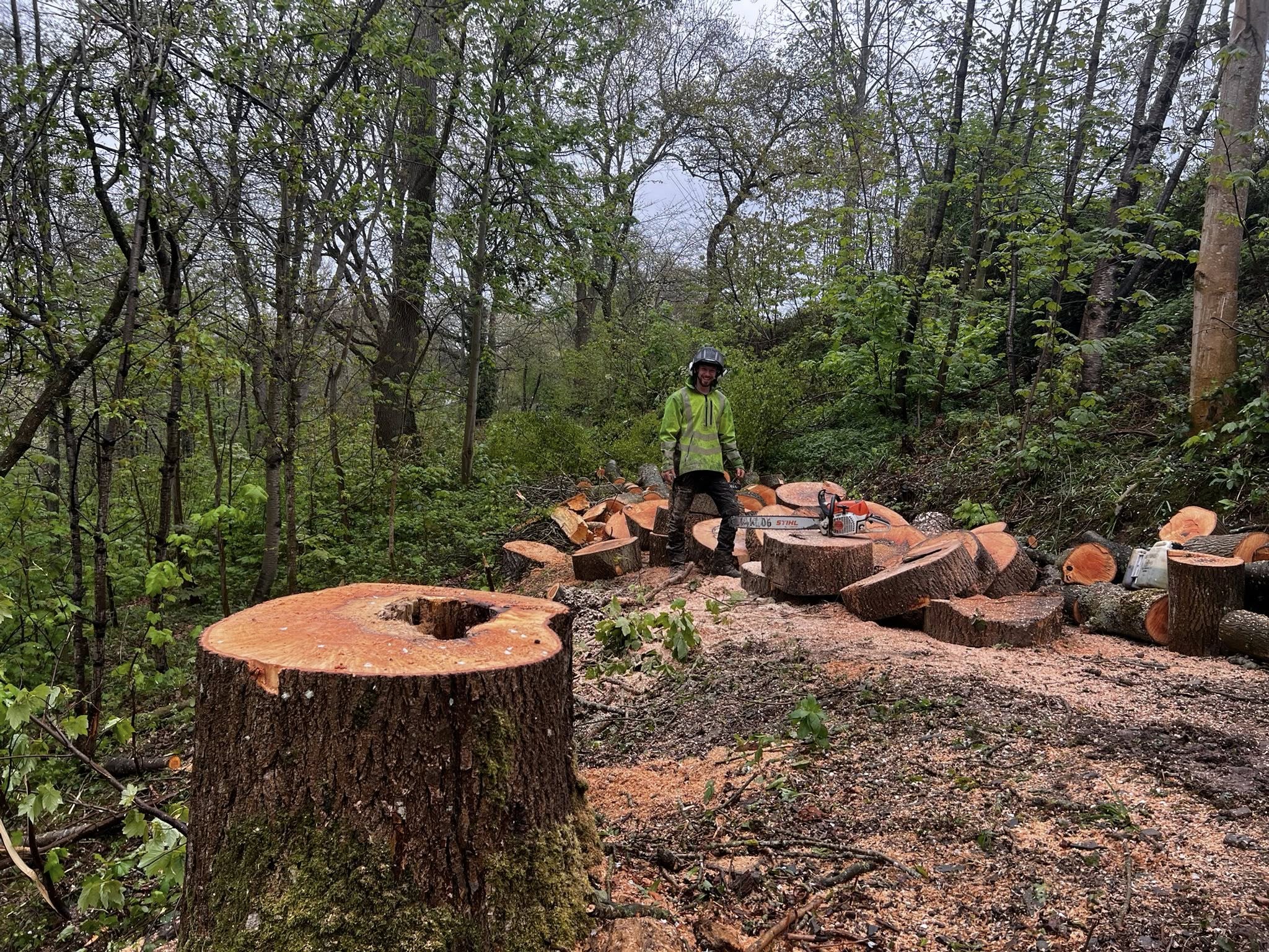 Arborist among large felled logs in woodland