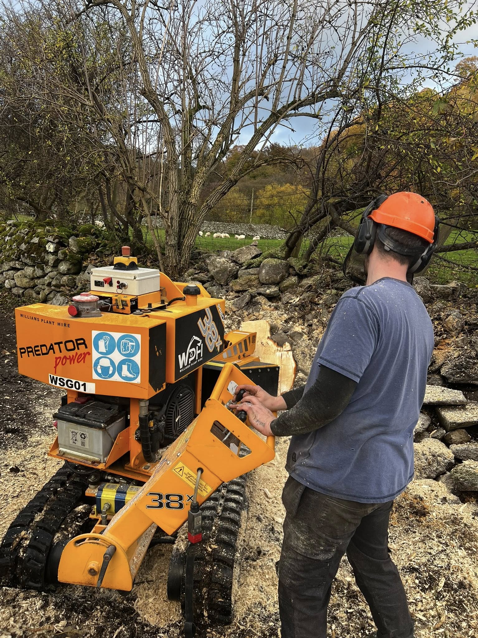 Stump grinder in use against dry stone wall